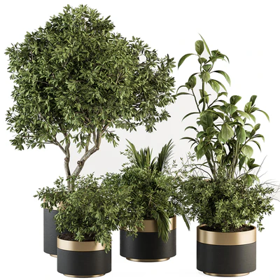 indoor Plant Set 373- Tree and Plant Set in pot — Ver 1