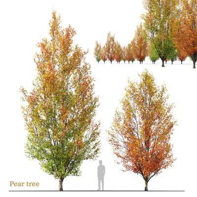 Autumn pear tree 02 — Ver 1