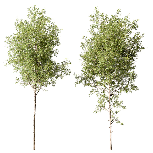 Tree Green Maple - Set 124 — Descargar