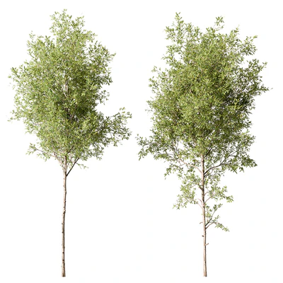 Tree Green Maple - Set 124 — Ver 1