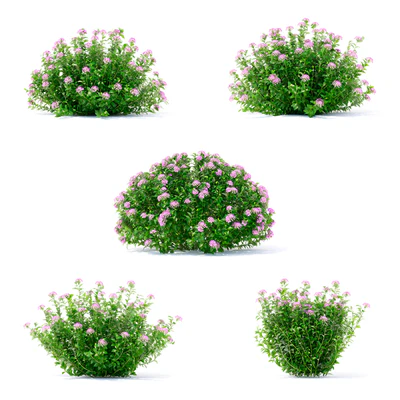 Спирея японская кусты | Spiraea japonica Little Princess — Вид 5