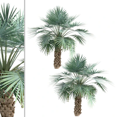 Set of Copernicia Palm Trees (Carnaubeira) (2 Trees) — Ver 3