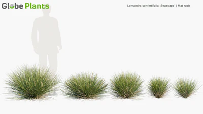 lomandra confertifolia seascape — скачать