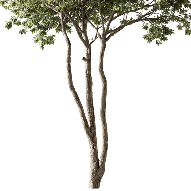Eucalyptus Tree - Tree Set 224 — Скачать