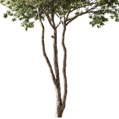 Eucalyptus Tree - Tree Set 224 — Вид 3
