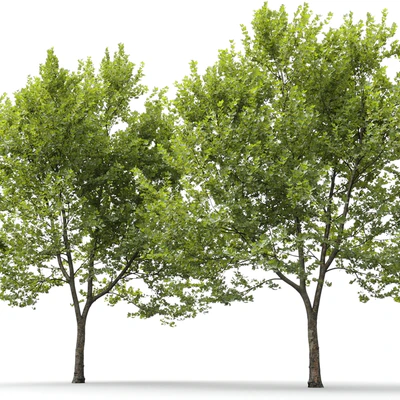 Платан / Sycamore / Platanus #9 — Вид 3