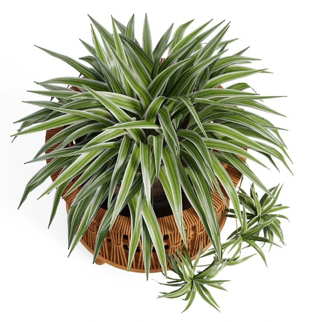 Maiki Woven Planters — Скачать
