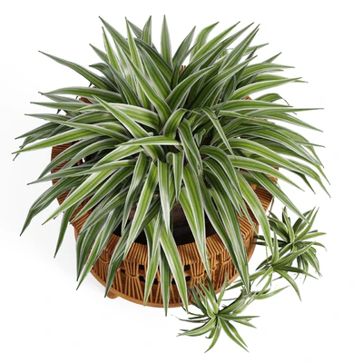 Maiki Woven Planters — Вид 5