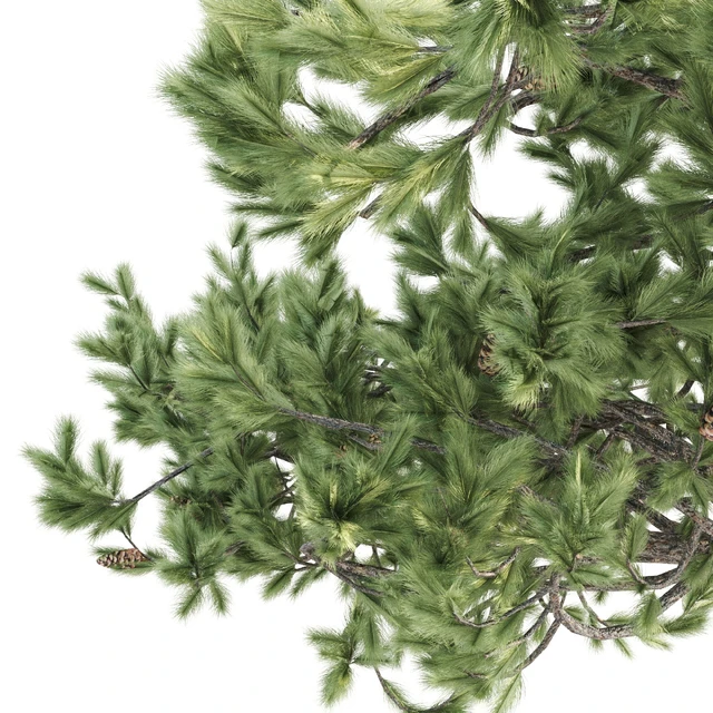 2 Italian pine corona — Скачать