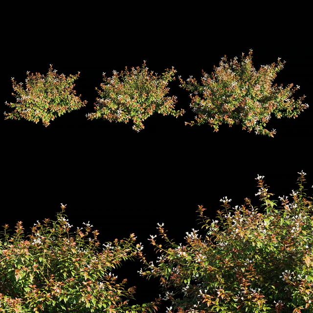 Abelia x grandiflora with flower — Скачать
