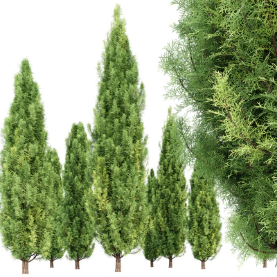 Cypress-5 trees — Ver 2