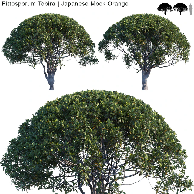 Pittosporum Tobira | Japanese Mock Orange var2 — Descargar
