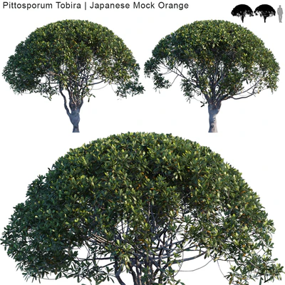 Pittosporum Tobira | Japanese Mock Orange var2 — Ver 1