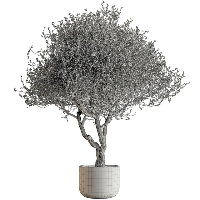 Outdoor Plants 594 - Tree in Pot — Descargar