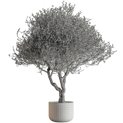 Outdoor Plants 594 - Tree in Pot — Ver 4