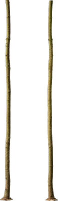 maple tree trunk 006 — Скачать