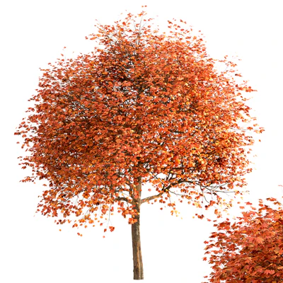 Set of Sugar Maple Trees (Acer Saccharum) (2 Trees) — Вид 4