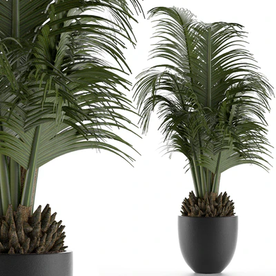 House Plant 30 — Вид 1