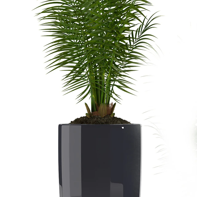 PARLOR PALM 2 — Descargar
