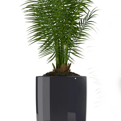 PARLOR PALM 2 — Ver 3
