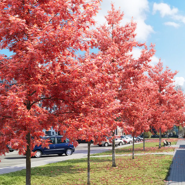 Quercus Rubra — Descargar