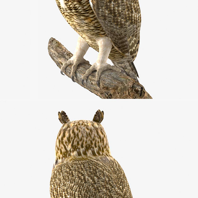 Сова — Скачать