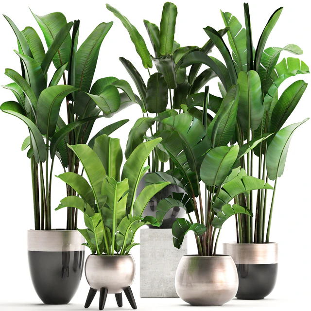 Plant collection 308. Strelitzia, banana, Ravenala, pot, flowerpot, indoor plants, luxury, Strelitzia, luxury pot, decor, bushes, thickets — Descargar