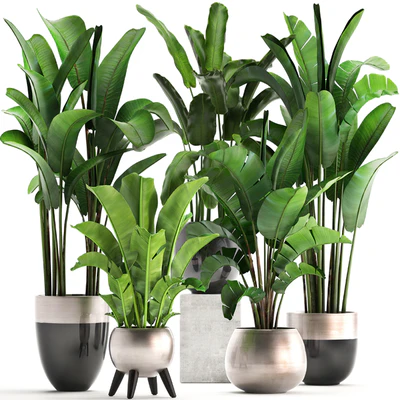 Plant collection 308. Strelitzia, banana, Ravenala, pot, flowerpot, indoor plants, luxury, Strelitzia, luxury pot, decor, bushes, thickets — Ver 1