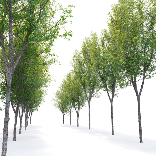 Quercus robur — Descargar