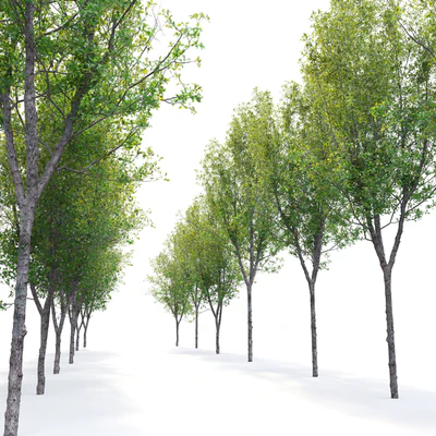 Quercus robur — Ver 4