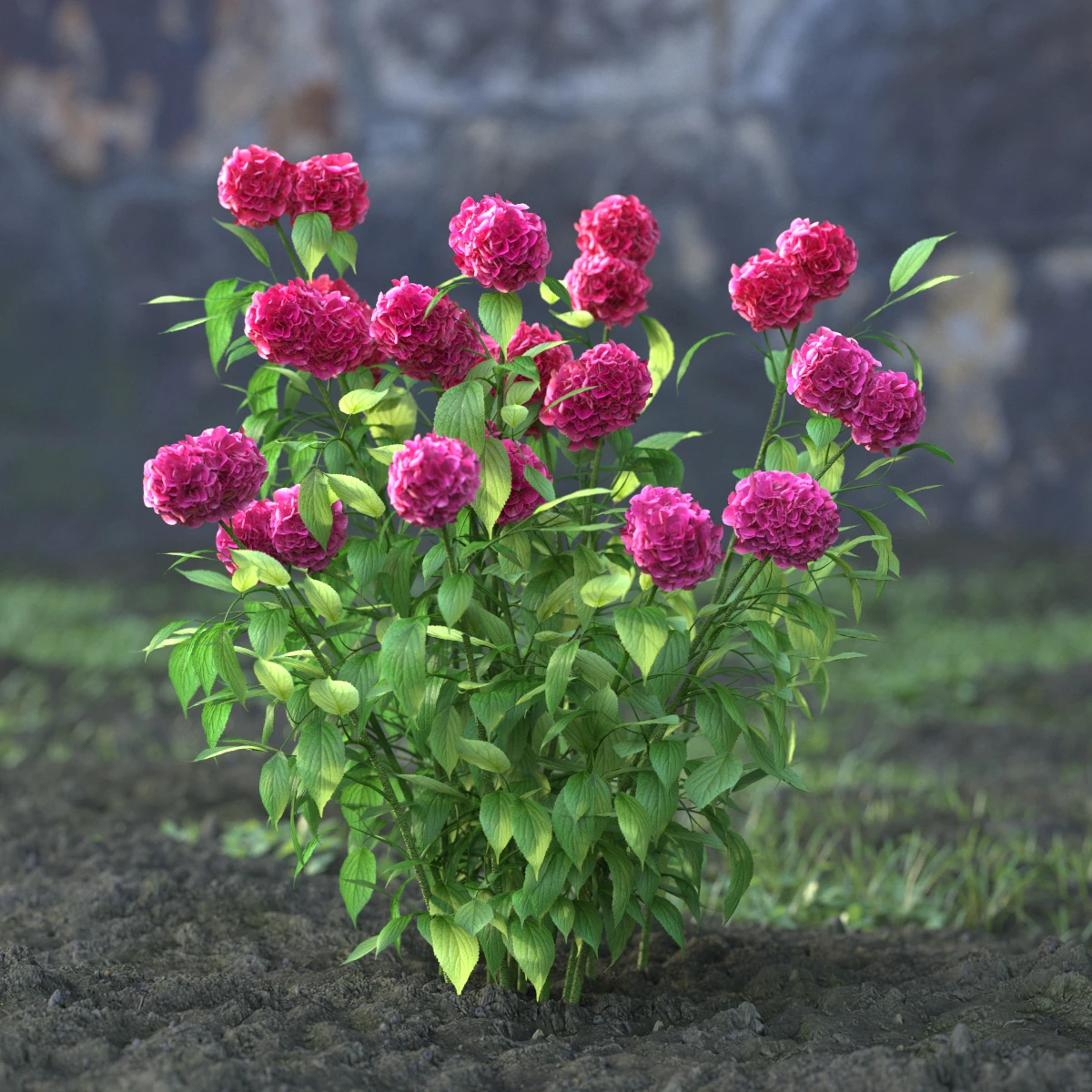 garden flowers 058 — Descargar
