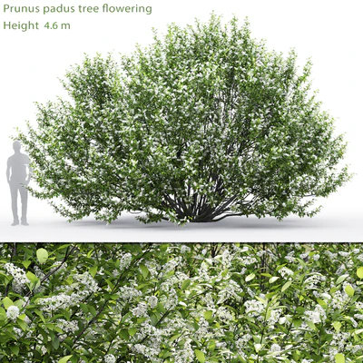 Черёмуха | Prunus padus flowering #2 (4.6m) — Вид 1