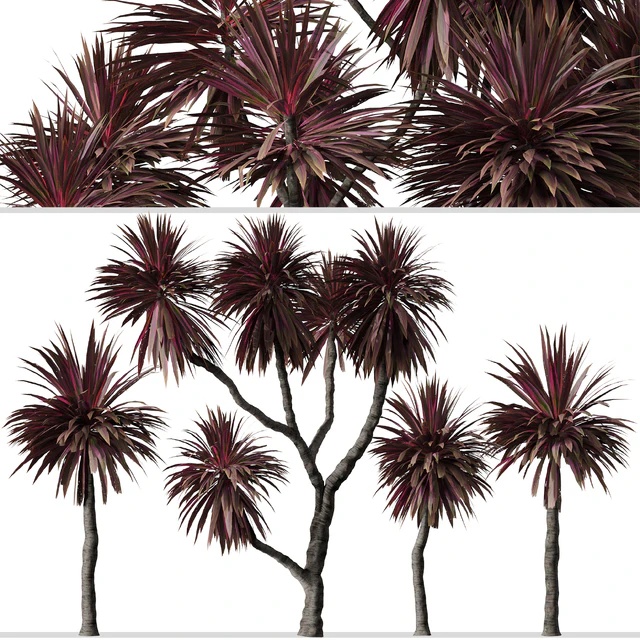 Set of Cordyline australis Trees (Cabbage Tree) (7 Trees) — Descargar