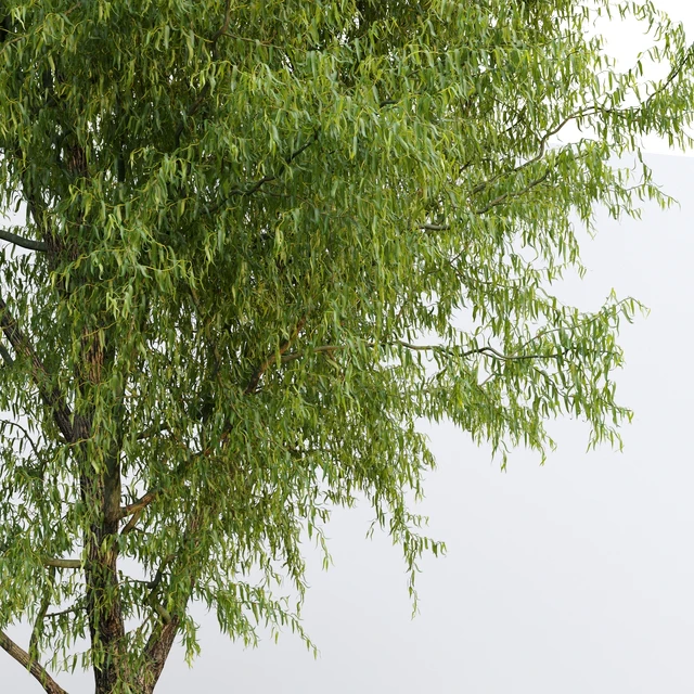 Willow / Salix matsudana #2 — Download