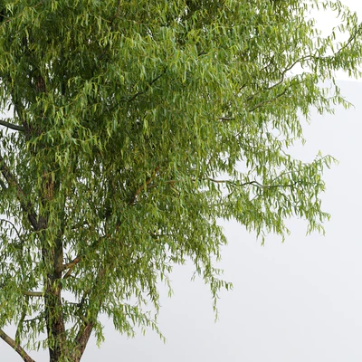 Willow / Salix matsudana #2 — View 5