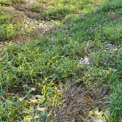 Meadow 2 — Ver 1