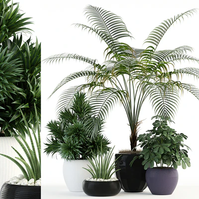 Plants collection 86 — Ver 1