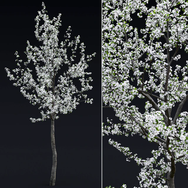 Cherry flowering — Descargar