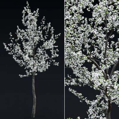 Cherry flowering — Ver 3