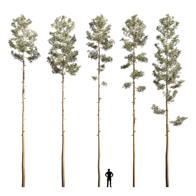 Mast pine 5 options — Descargar