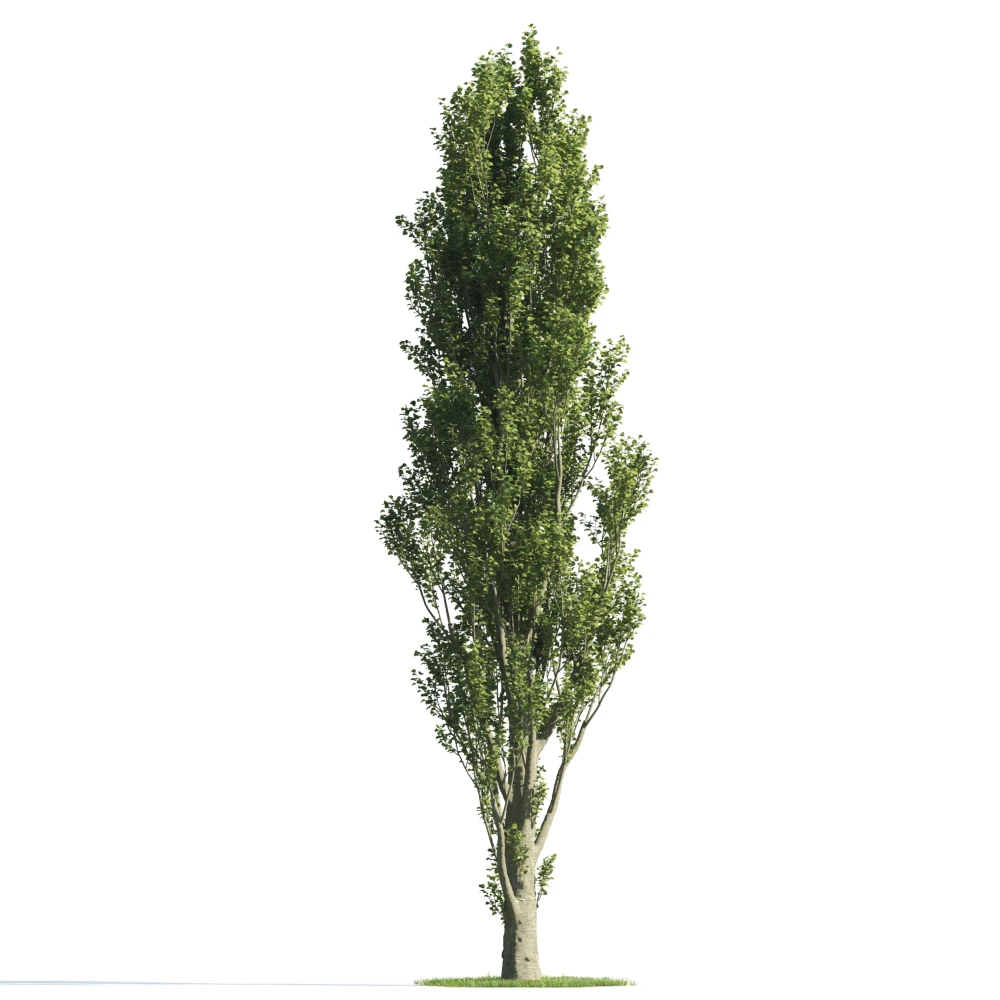 trees 025 — Скачать