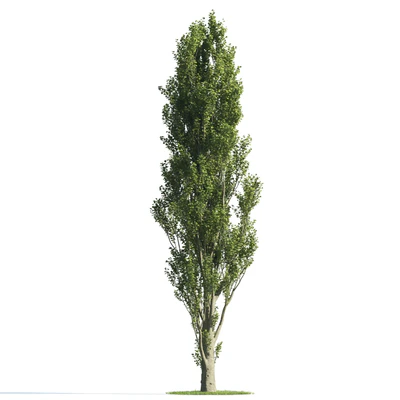 trees 025 — Скачать