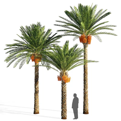 Date palm — Вид 1