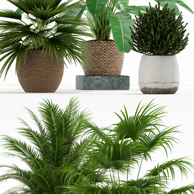 Plants collection 125 — Вид 3
