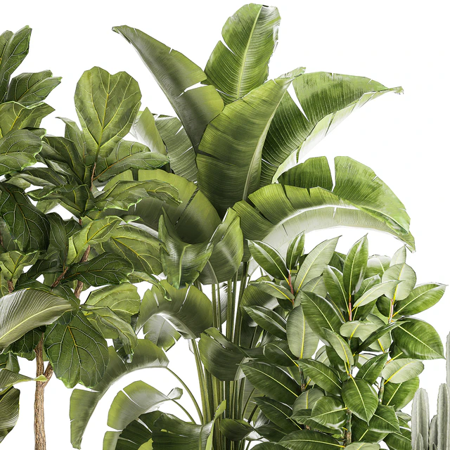 Collection of plants in modern white pots with ficus Lirata tree, banana palm, calathea lutea, cactus, Strelittia. Set 1359. — Descargar