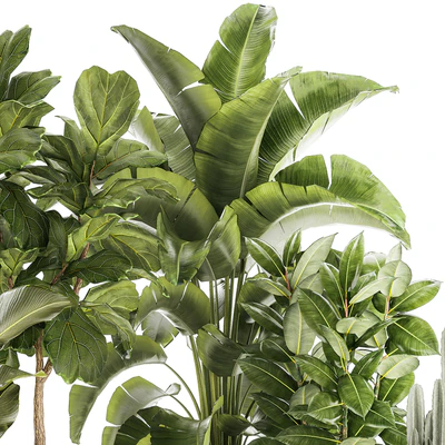Collection of plants in modern white pots with ficus Lirata tree, banana palm, calathea lutea, cactus, Strelittia. Set 1359. — Ver 4