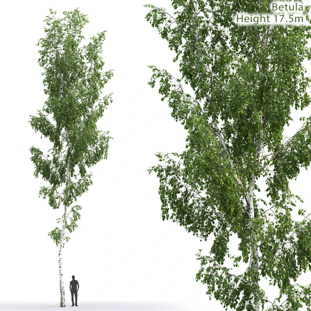 Betula — Descargar