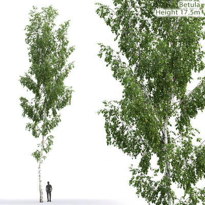 Betula — Ver 1