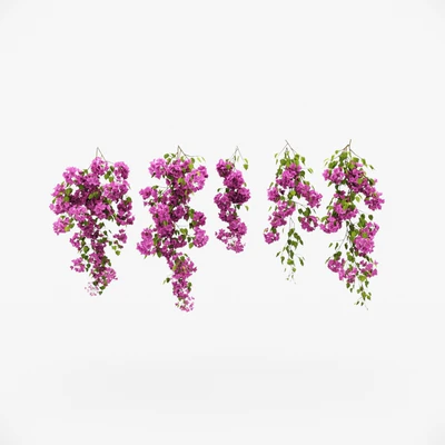 Bougainvillea climber — Ver 3