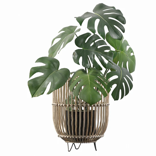 Plants collection 054 - Monstera 04 — Скачать